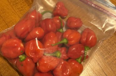 what kind of pepper did I just consume? Still burning strong after 10 minutes.