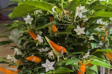 ID please - sold as Bolivian Rainbow