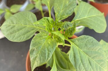 Leaf wrinkles and white spots