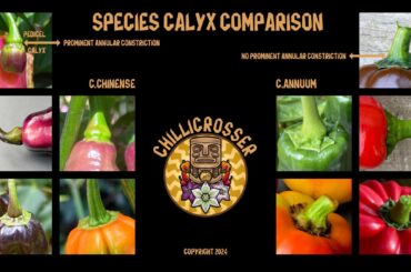Confused between C.chinense & C.annuum?