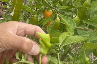 Aji Amarillo Cross yellow Habanero