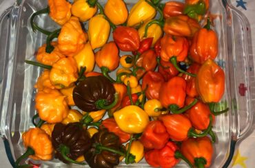 Left for a few days and got back to this little harvest.