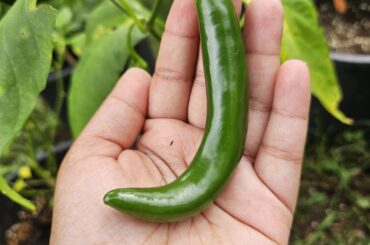Was gifted some pepper plants by a customer and this was labeled as "Hot pepper"- any ideas?