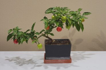 My one year old bonchi habanero plant