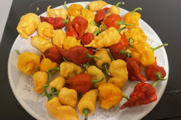 The fruits of my labor.