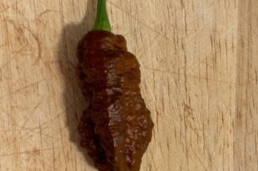 3 plants and only 1 flower- I press my 1 chocolate ghost pepper