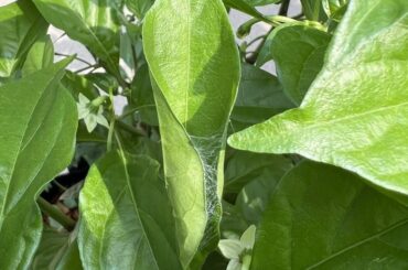 Anyone know what bug closed this leaf with a web? Only a tiny web inside with no eggs or bugs. Found a second one today.