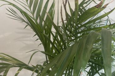 Hi everyone, I don’t know how many times and how much add the water to my plant ?thanks