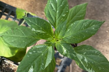 Variegation on one of the Fish peppers I am growing