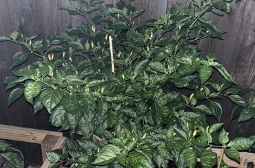 I just ate a raw Tabasco..