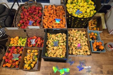 Wolfestead loves peppers