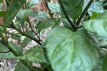 Running out of time?