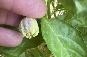 Update post (huge calyx naga peach)