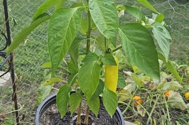 Is this a banana pepper?