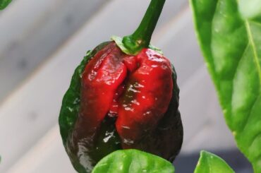 My third + 1 year growing from seeds