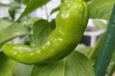 What pepper is this?