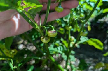Have you ever seen a cuter pepper? Fidalgo Roxa x Charapita