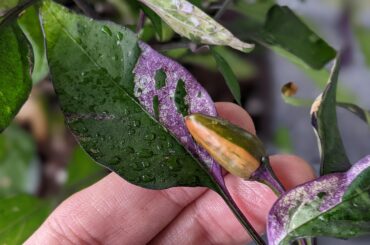 Kashmiri x Fluorescent