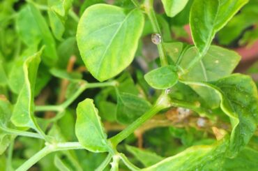 Alien life on my plant