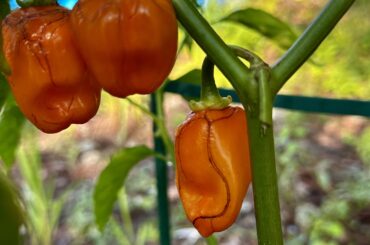What are these squiggly lines etched in my habs?