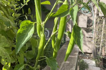 What peppers are these?