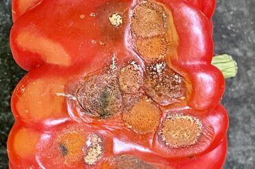 What happened to my Bell Pepper