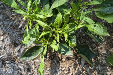 Any idea what is going on?