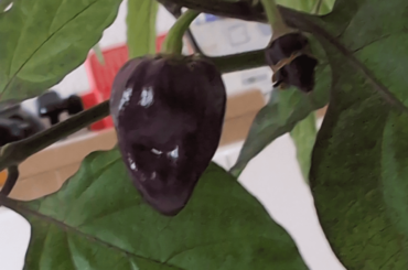 Can I harvest these ghost peppers while they're still purple?