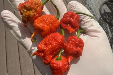 Did I pick the two on the left too early? Would keeping them in a ziplock bag in the fridge still ripen them?