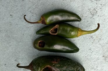 Any idea of what critter could be causing this?