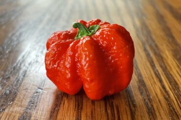 This 7 pot primo kinda looks like a little pumpkin