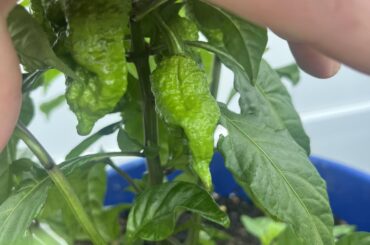 Finally starting to pop