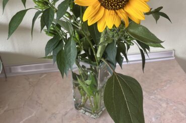 Sunflower meets HotPeppers