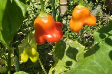 Follow up to my pervious post. Time now?