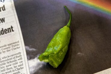What kind of pepper?