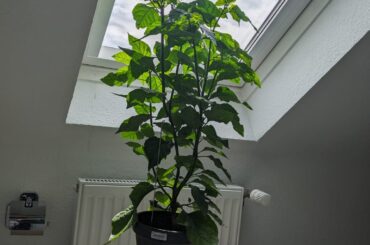 So proud of my bathroom Reaper!