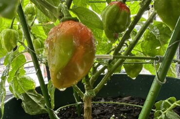 Loving the color change