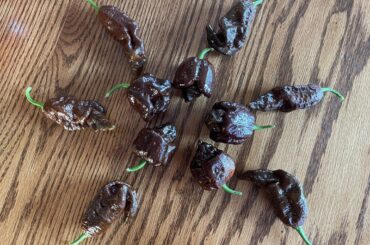 Chocolate Primotallis and Chocolate Moruga Satan Strains