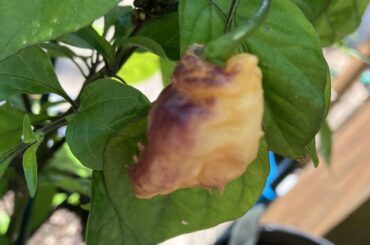 The only Thors thunderbolt and black panther peppers I have so far