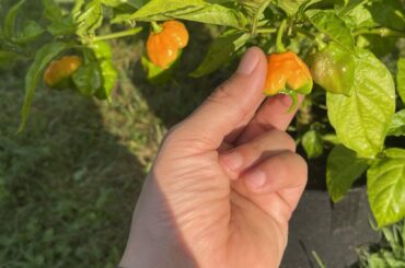 Thought they were gonna be yellow reapers but now I’m not so sure. Any guesses?