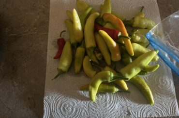 First Pepper harvest!! look good??