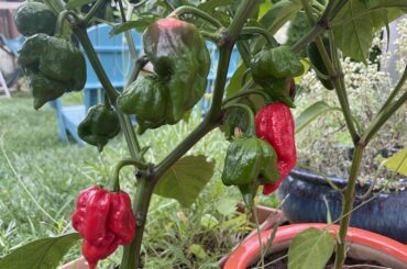 Say hello to my little friends