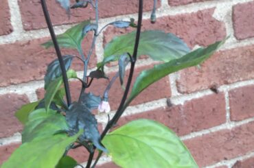 Hardy Hank (6/28/23- Present) Finally Begins To Bloom