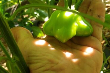 Check out the size of these mad hatters!!