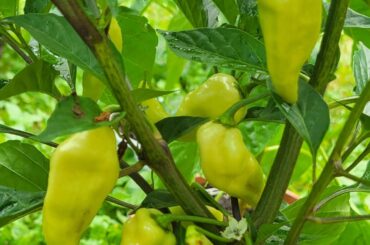 Got Joe'd on a couple plants this year. I was able to identify some of them, but I need some help identifying these two.