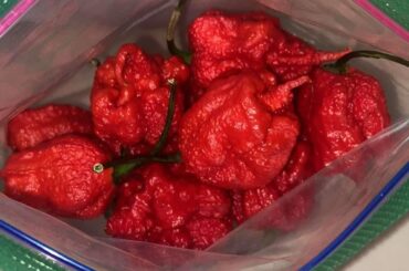 THEY CAME! this is my first time seeing a reaper in person, I’m hype!