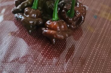 Can anyone identify this pepper