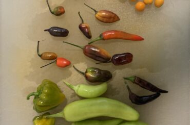 Another round of things bout to get dehydrated for hotsauce making this fall