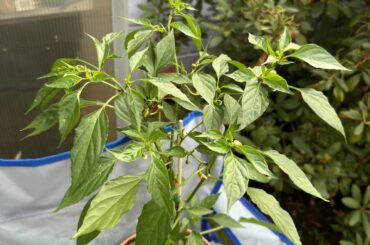 Help identifying my two larger pepper plants?