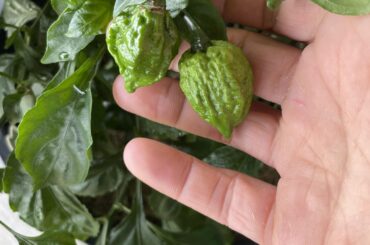 Why are my ghost peppers round?